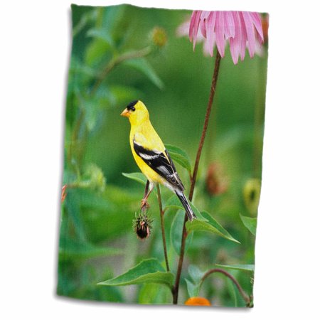 3dRose American Goldfinch male on Purple Coneflower  Marion County  Illinois - Towel  15 by 22-inch