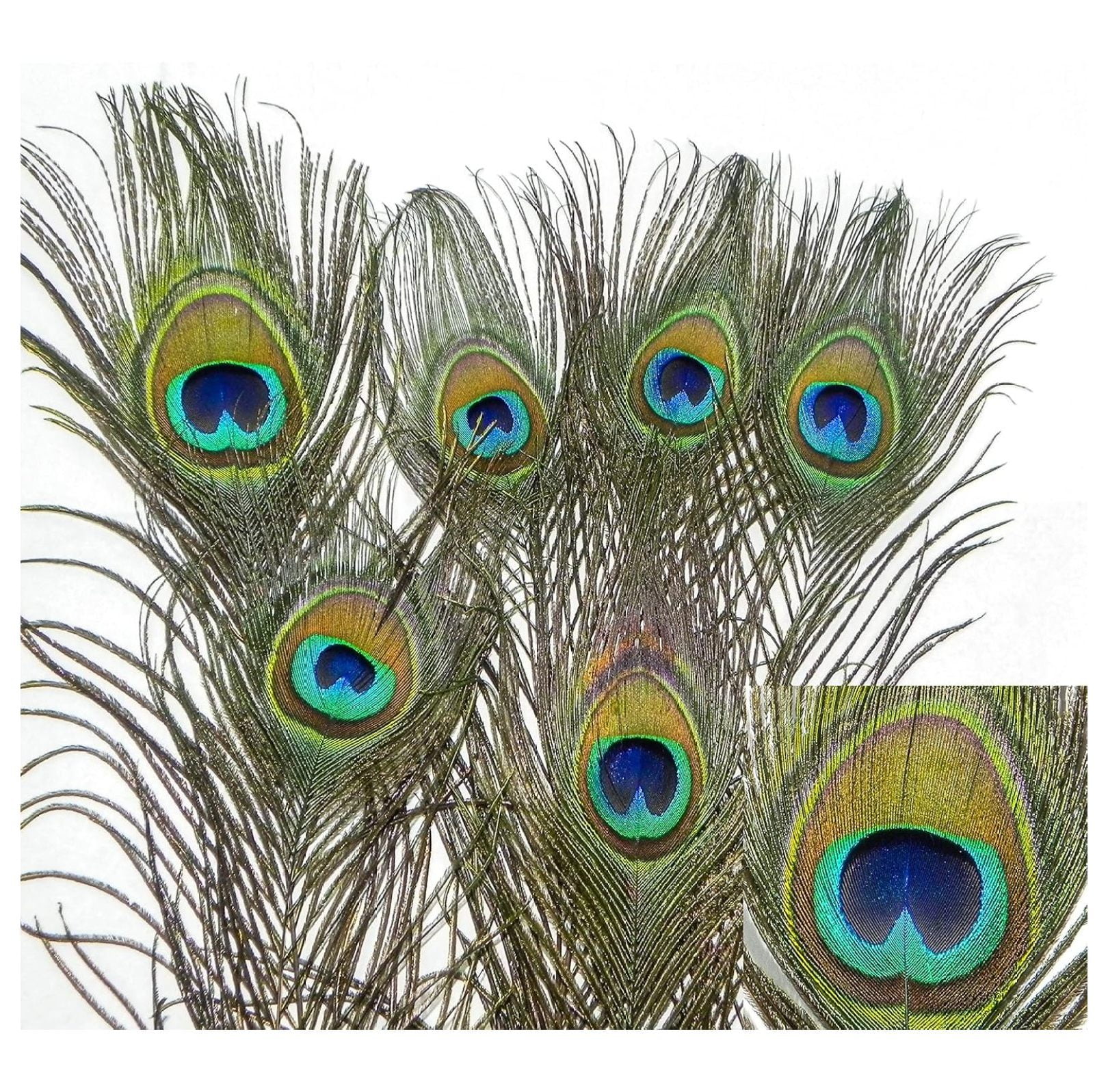 Natural Peacock Cat Toy 12 pack
