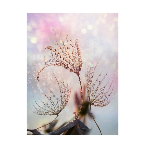 Trademark Fine Art Tanya Markova Macro Canvas Wall Art