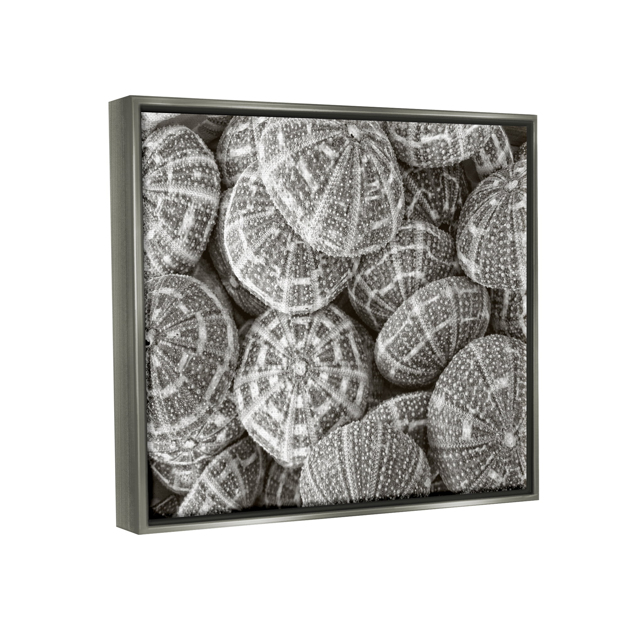 Stupell Industries Pewter Sea Urchins Photography Animals & Insects Photography Gray Floater Framed Art Print Wall Art, 21 x 17