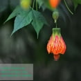 thumbnail image 4 of Chinese Lantern Flower Seeds Lantern Blossoms Seeds Lantern Bonsai Flower, 4 of 6