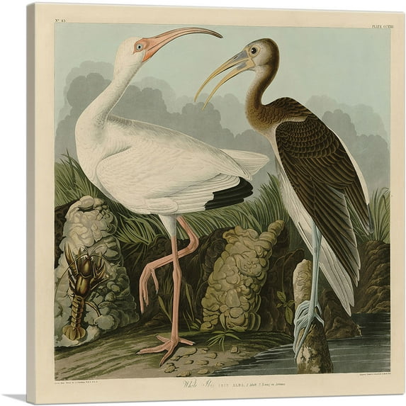 ARTCANVAS White Ibis Canvas Art Print by John James Audubon - Size: 26" x 26" (1.50" Deep)