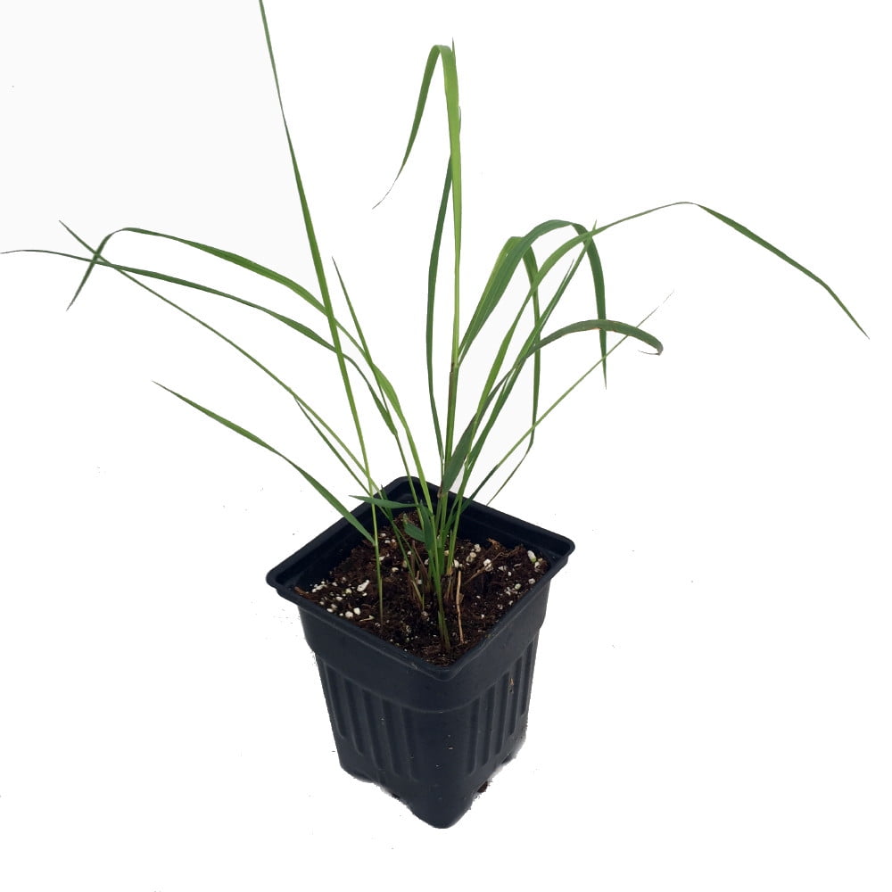 Growing Sweet Grass in Pots: A Comprehensive Guide for Beginners