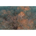 thumbnail image 2 of Day, Richard and Susan 24x17 White Modern Wood Framed Museum Art Print Titled - Aerial view of lone Sycamore tree in winter woods-Marion County-Illinois, 2 of 4