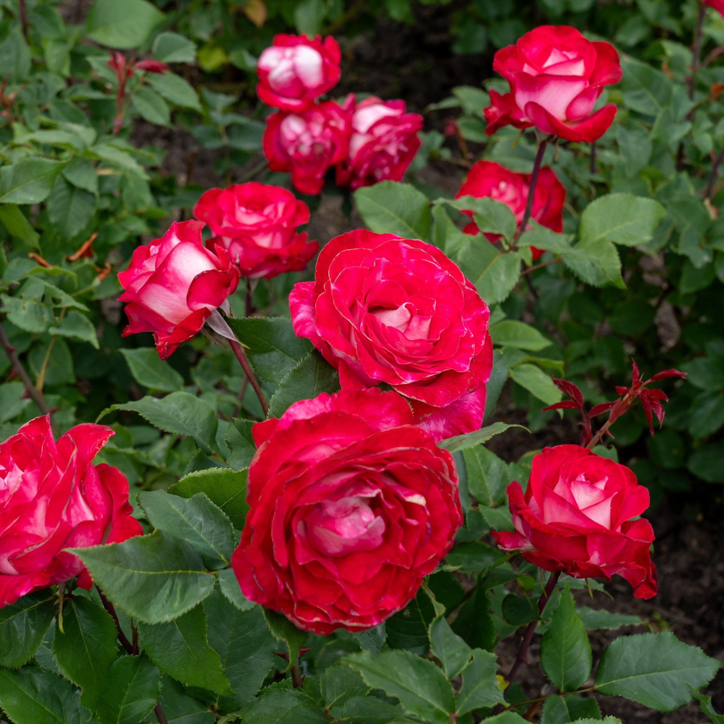 National Plant Network Bare Root Love Rose