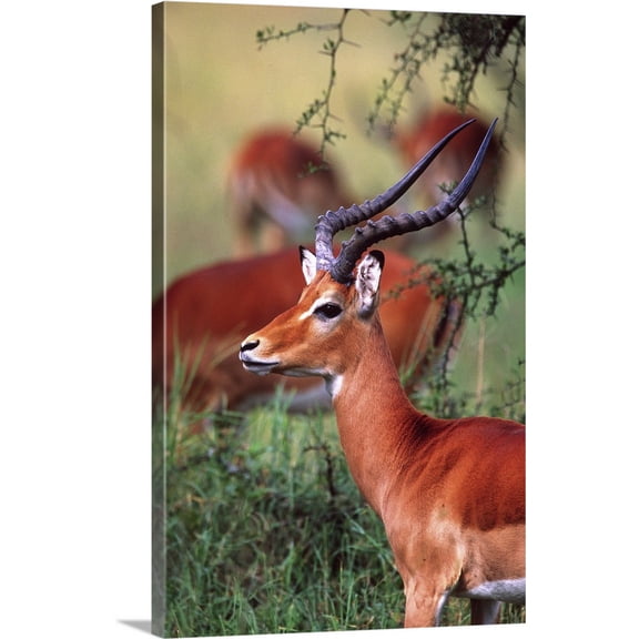 Great BIG Canvas | "Impala, Aepyceros melampus, Tanzania" Canvas Wall Art - 24x36