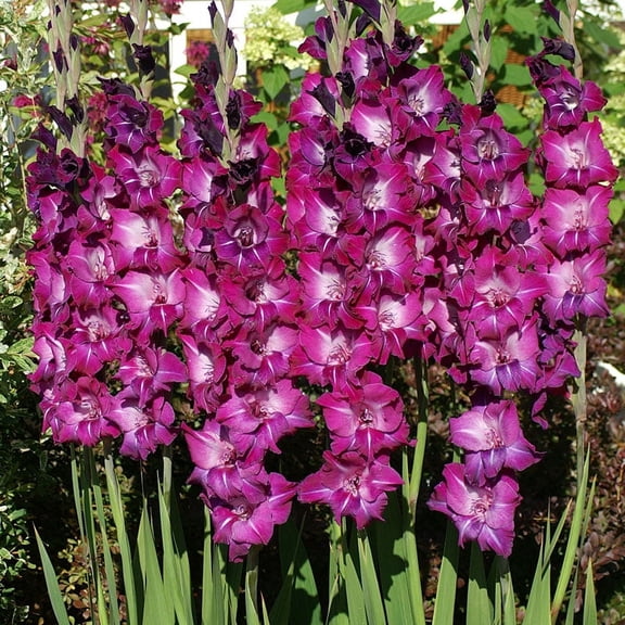 Purple Gladiolus Flower Bulbs Value Bag - 30 Bulbs per Pack - Attracts Butterflies and Hummingbirds - Good as Cut Flowers - Grows Well In Containers - Perennializing - Live Garden