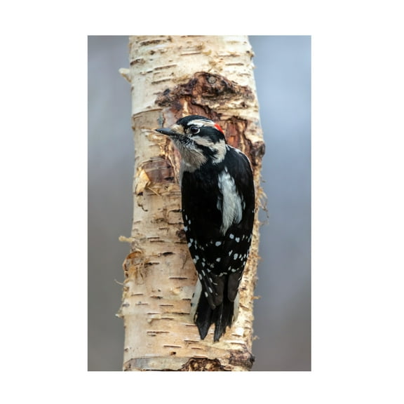 Pierre Leclerc Photography 'Woodpecker' Canvas Art