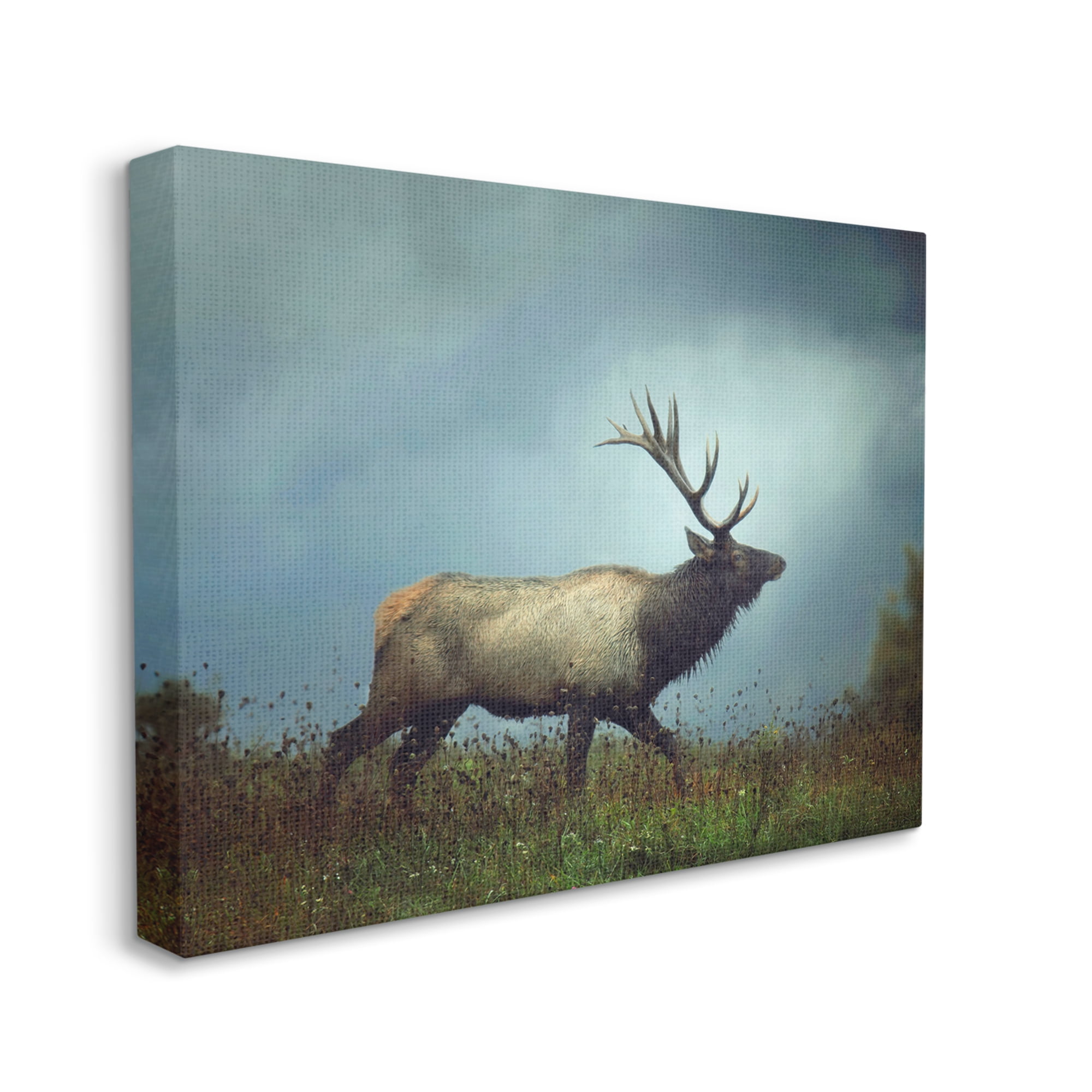 Stupell Industries Serene Elk in Nighttime Clearing Wildlife Photography Photograph Gallery Wrapped Canvas Print Wall Art, Design by Carrie Ann Grippo-Pike