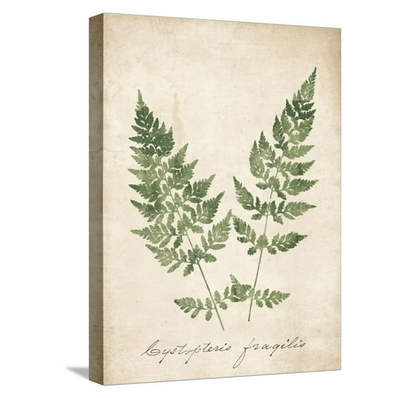 Art.com Vintage Ferns VII no Border Stretched Canvas Print Wall Art by Wild Apple Portfolio, 12" x 16"