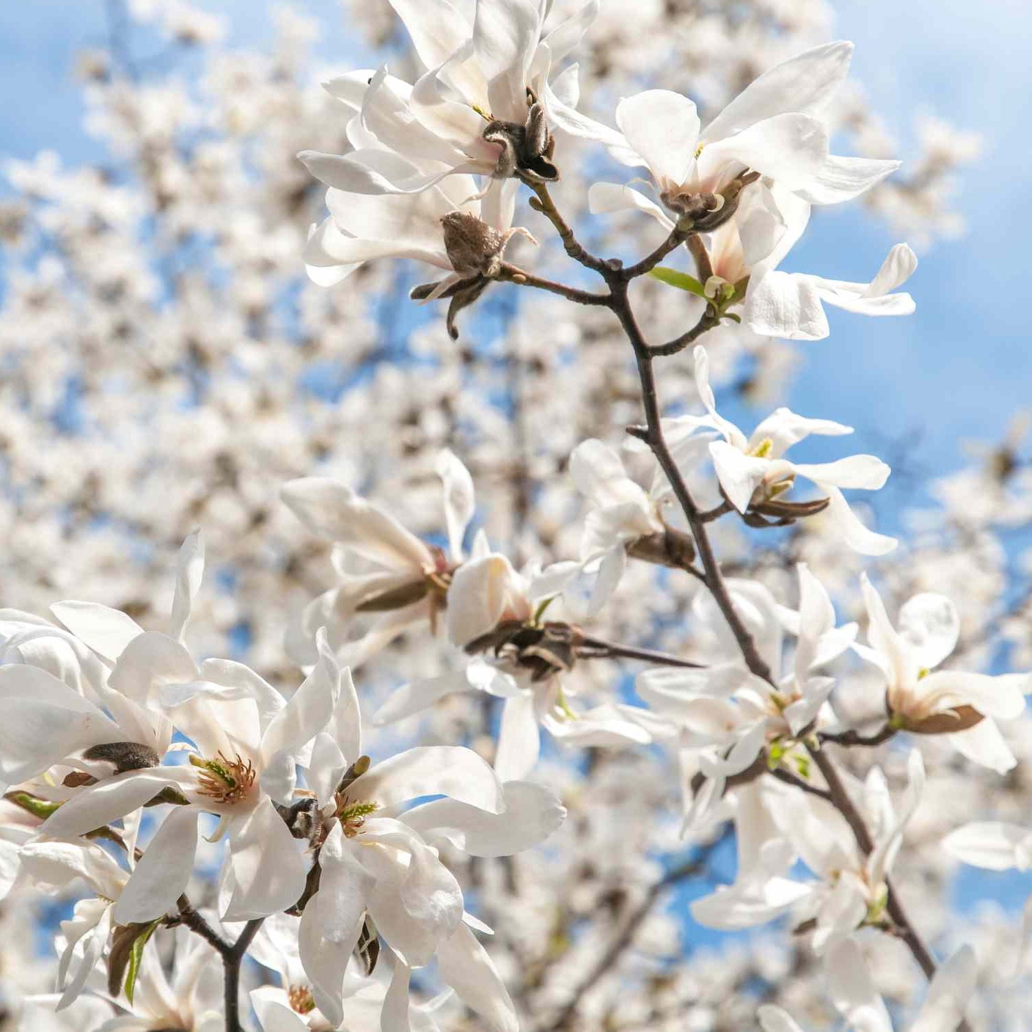 Expert Gardener 1-2' Magnolia Japanese Green Star (Wisdom™ Series) Live Tree in 1 gal. Grower Pot