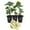 LSU Gold, variant on Olympian Fig Tree - 3 Live Tissue Culture Starter Plants - Ficus Carica - Edible Fruit Tree for The Patio and Garden