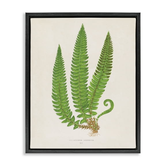 Stupell Industries Natural Fern Branch Trio Floral Painting Black Floater Framed Canvas Art Print Wall Art, 17 x 21