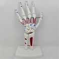 thumbnail image 2 of Skeleton Hand Model, Hand Joint Model, with Wrist, Ulna, Hinged Hand , Palmar Anatomy Muscle Model, 2 of 5