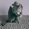 thumbnail image 4 of CatGuru Waterproof Non-Slip Machine Washable Cat Litter Mat, Extra Large, 36-Inch x 28-Inch, Grey, 4 of 7