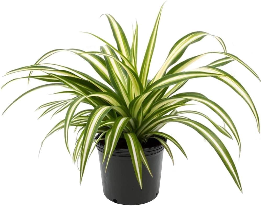 ⭐ Premium Spider Plant Potting Mix by Gardenera Labs - Ideal Soil Blend for Repotting and Growing Spider Plants (5 QUART)