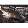 thumbnail image 4 of Alligators Piled Up (1000 Piece Puzzle, Size 19x27, Challenging Jigsaw Puzzle for Adults and Family, Made in USA), 4 of 4