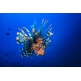 thumbnail image 2 of Gabriel, Barathieu 24x17 Gold Ornate Wood Framed with Double Matting Museum Art Print Titled - Lionfish, 2 of 4