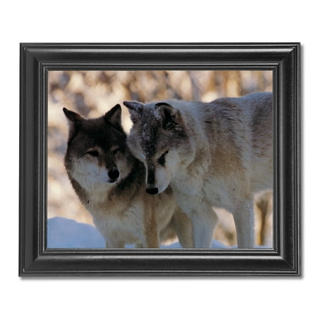 - Two Gray Wolves in Snow Wolf Mates Photo Wall Picture Black Framed