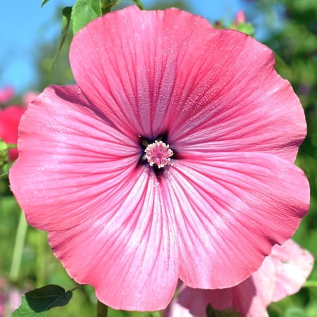 TomorrowSeeds - Blush Pink Regis Rose Mallow Seeds - 1000+ Count - For 2026 Planting Malva