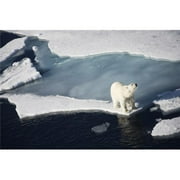 Design Pics DPI2356017 Polar Bear On Melting Sea Ice High Angle View From Cruise Ship - Svalbard Norway Poster Print, 19 x 12