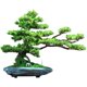 thumbnail image 1 of Plantas artificiales, bonsái Artificial, árbol de enebro, maceta de cerámica, bonsái de pino falso, simulación Zen, planta falsa, árbol bonsái Artificial, 1 of 7
