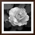 thumbnail image 2 of Art.com Sweet Rose II Photo by Nicole Katano, Brown Frame Wall Art, 38" x 38", 2 of 5