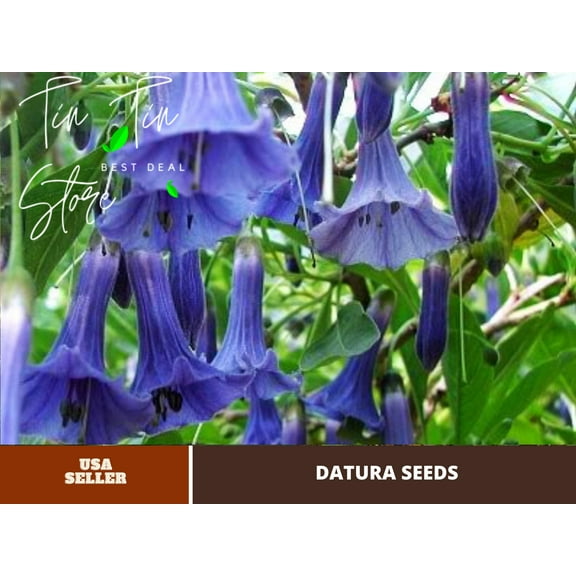 PEMDASGARDEN 25  Blue Angel Trumpet (Datura) Flower Plant Seeds