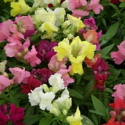 Expert Gardener No Shade 6 Pack Snapdragon