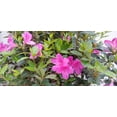 thumbnail image 6 of Azalea Purple Formosa Flower Gallon Pot, 6 of 7