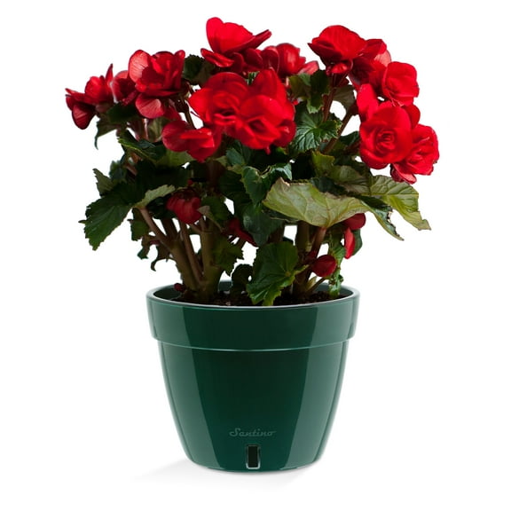 🪴 Santino ASTI 7.1 Inch Self Watering Planter GREEN/BLACK for Indoor Plants - Modern Plastic Planter Pot w/ Water level Indicator for All House Herbs, Plants, African Violets and Dahlias