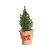 Shop Holiday Deals on Real Christmas Trees - Walmart.com