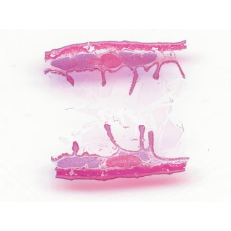 Earthworm (Anellids)  9th-16th Segments  Showing Sex Organs; Longitudinal Section by Go Science Crazy price history on PriceWatchPro