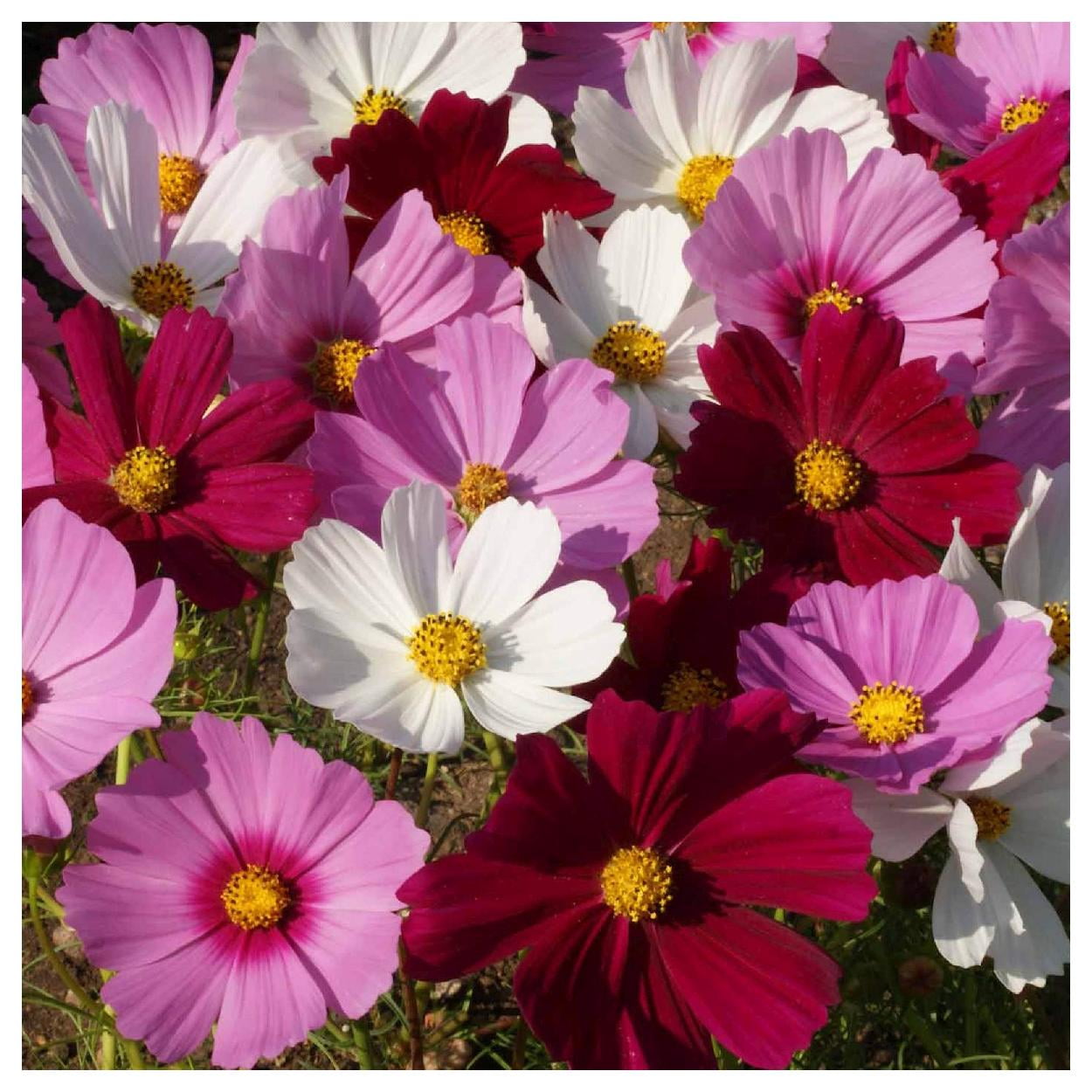 Everwilde Farms - 1 lb Sensation Tall Mixed Cosmos Garden Flower Seeds - Gold Vault Bulk Seed Packet