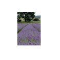 thumbnail image 1 of Kevin Milner Lavender Countryside Greetings Card, 1 of 1