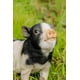 thumbnail image 5 of Figurine Hi-Line Gift Ltd con forma de cerdo sentado, negro y blanco, 5 of 6