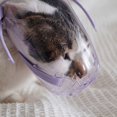 thumbnail image 2 of LOVEVER Muzzle Transparent pour Chat Accessoires pour Petit Chien Capuche Réglable Masque pour Visage de Chats et Chiens Collier Chiot Pp, 2 of 6
