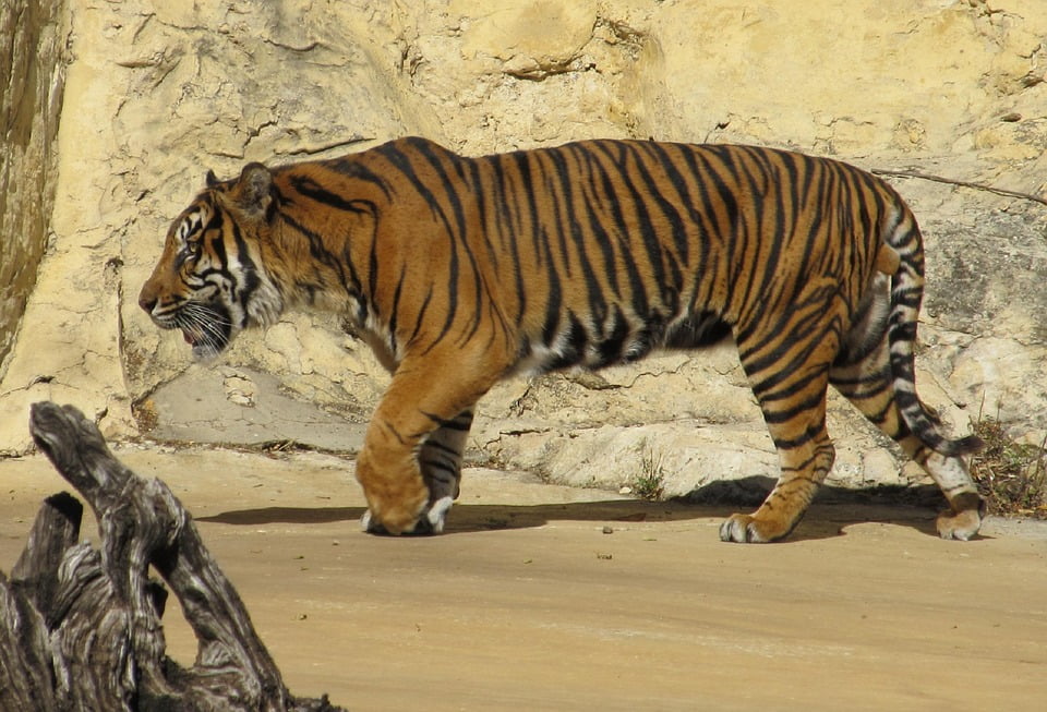 Sumatran Tiger Carnivore Tiger Big Cat Mammal-12 Inch BY 18 Inch