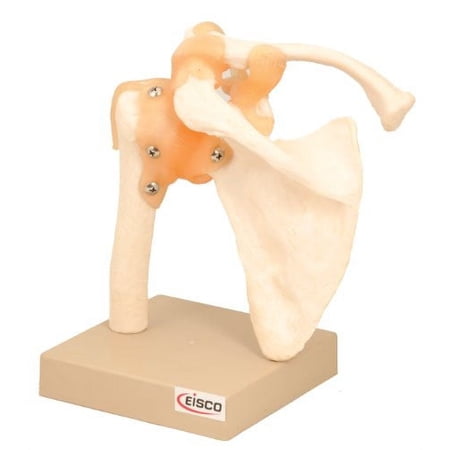 Eisco Labs Model  Human  Shoulder Joint price history on PriceWatchPro