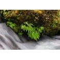 thumbnail image 2 of Jones, Adam 24x17 Black Ornate Wood Framed with Double Matting Museum Art Print Titled - Stream and maidenhair ferns-Columbia River Gorge-Oregon, 2 of 4