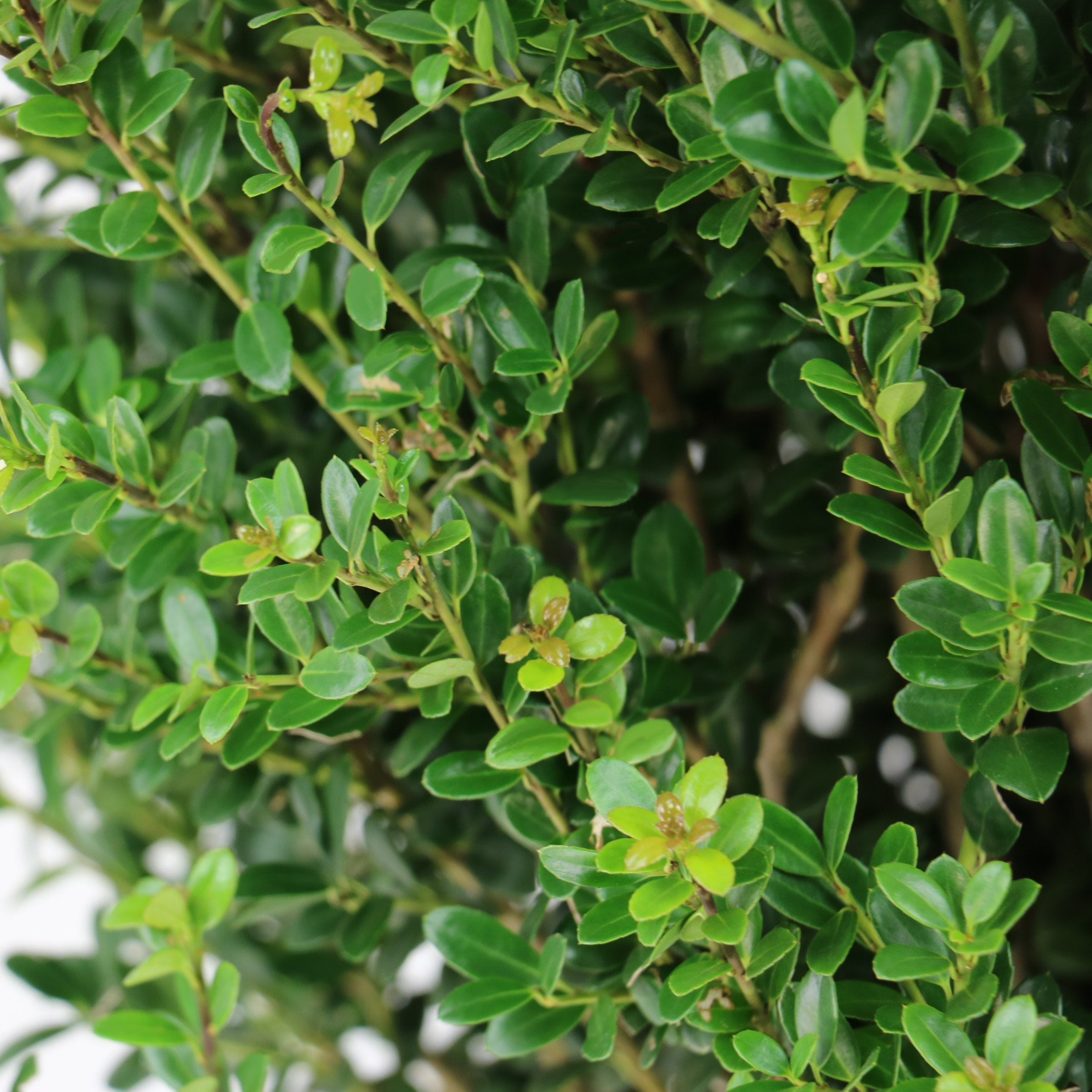 National Plant Network 3 gal. Ilex Steeds (Pyramid)