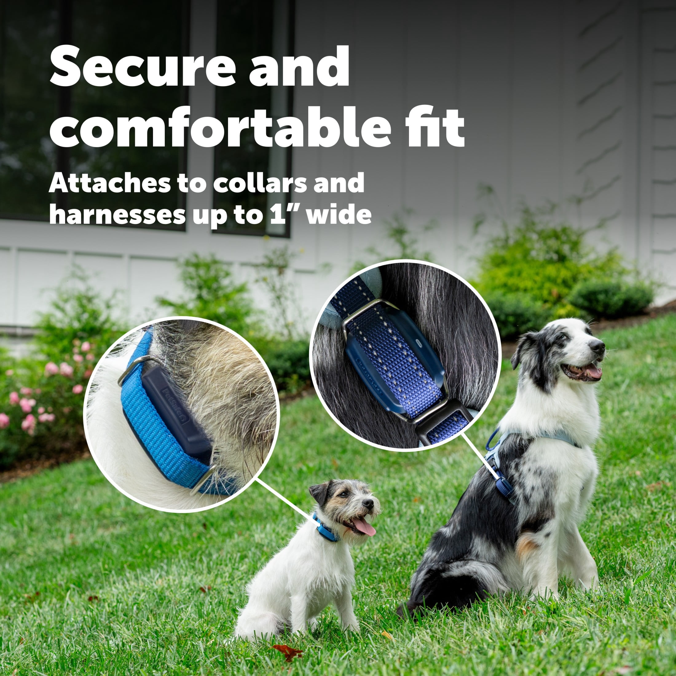 PetSafe GPS Dog Tracker, Real-Time Tracking, Subscription Required | Escape Alerts and Notifications  Activity Monitoring