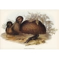thumbnail image 2 of Gould, John 24x18 Black Modern Framed Museum Art Print Titled - Kiwi-Apteryx Australis, 2 of 4