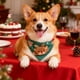 thumbnail image 4 of Pisexur Suministros para mascotas Navidad mascota bufanda Collar lindo gatos y perros accesorios de Navidad perros, gatos y animales.perros, gatos y animales, 4 of 6