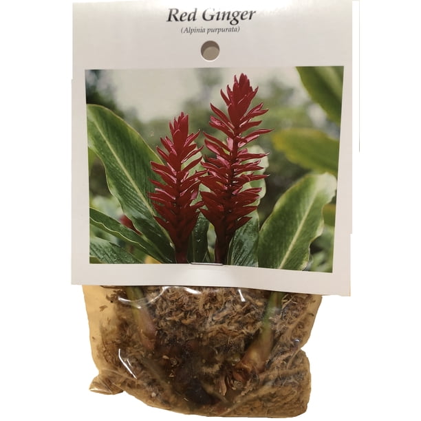 Red Alpinia Purpurata Ginger Plant Bulb 1 PK (2 Roots Each 2