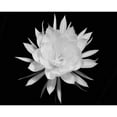 thumbnail image 3 of Straatsma, Leah 14x12 Black Modern Framed Museum Art Print Titled - Modern BW Floral 2, 3 of 5