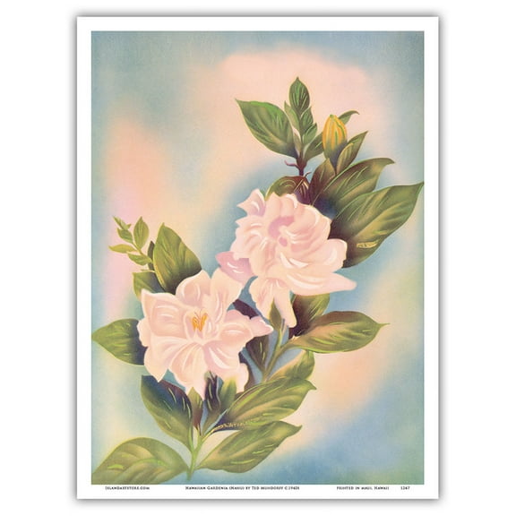 Hawaiian Gardenia (Nanu) - Vintage Hawaiian Airbrush Art by Ted Mundorff c.1940s - Master Art Print (Unframed) 9in x 12in