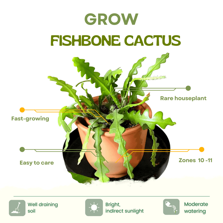 Fishbone Cactus Live Plant in 4'' Pot, Live Epiphyllum Ric Rac Cactus Plant,  Rare Zigzag Cactus, Easy-Care Live Plant, Ready to Grow - Walmart.com