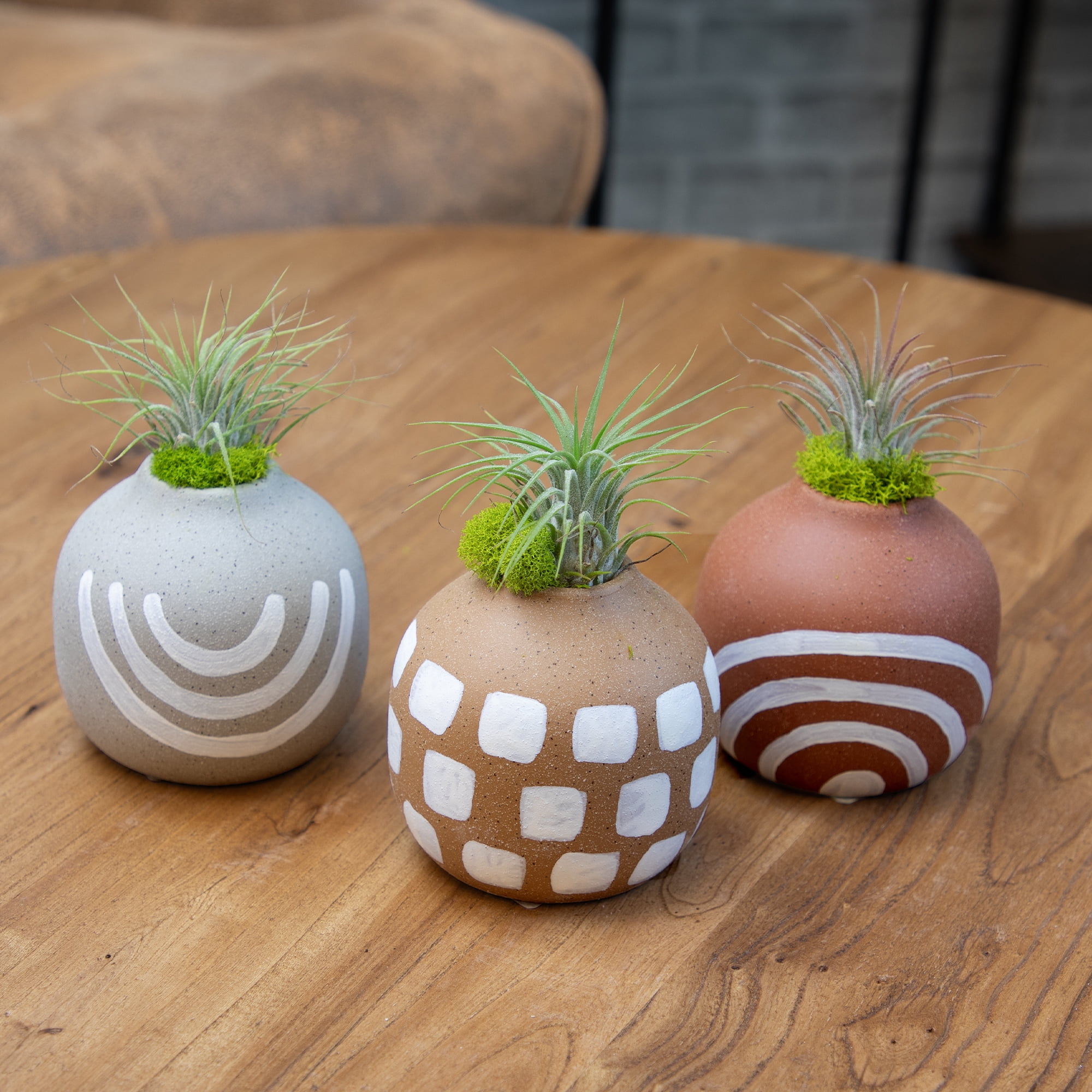 Altman Plants 4" Tillandsia Live Air Plants (6 Pack)