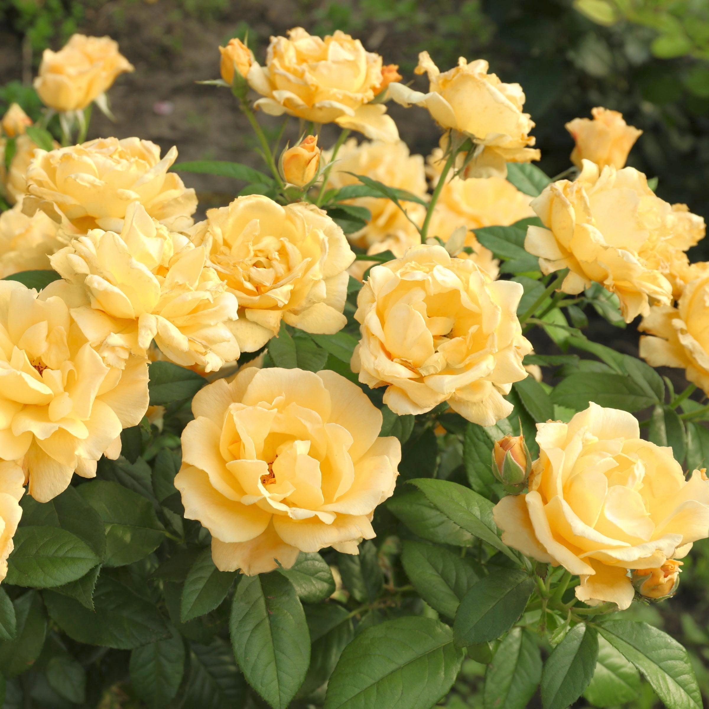 National Plant Network Bare Root Julia Child Tree Rose